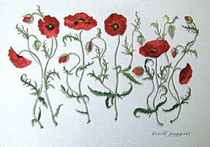 red-poppies-collection-2